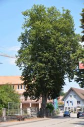 Linde wird am Mittwoch gefällt