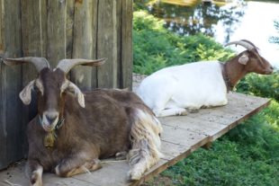 2020-7-29-ZE-UH-hpw-Herrenholz Ziegen-