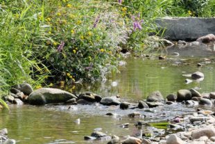 Archivbild 2019-7-22-ZE-vo- Bachsteig DSCF9620