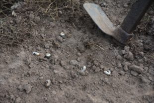 50 Hektar Grünland von Engerlingen befallen