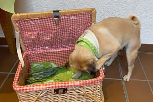 2020-8-21-Mittl-Schwarzw-Mops-30611F5F-19D4-4296-A8C4-319177B6B453_1_105_c