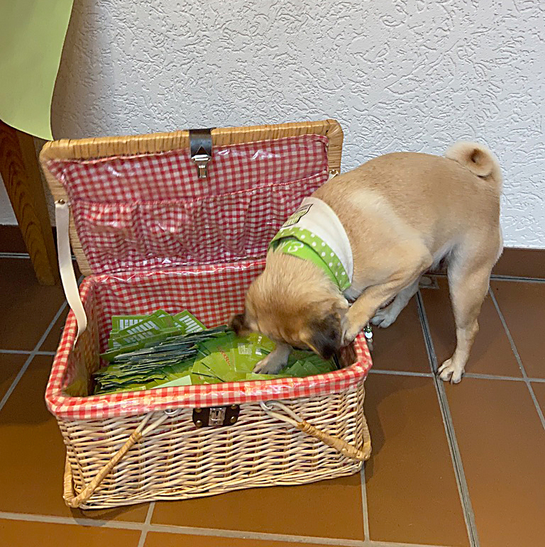 2020-8-21-Mittl-Schwarzw-Mops-30611F5F-19D4-4296-A8C4-319177B6B453_1_105_c