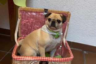 2020-8-21-Mittl-Schwarzw-Mops-Dame Emma war als Glücksfee tätig