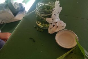 2020-8-21-ZE-UH-Christina Maier-Zelli-Kräuterworkshop-20200818_113810