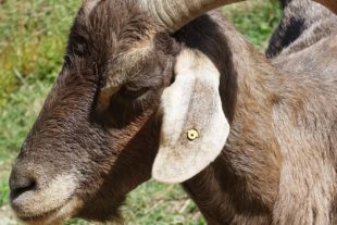 2020-8-26-ZE-UH-hpw-Ziegenglocken und Halsbänder entwendet- Ziegen Herrenholz (4)