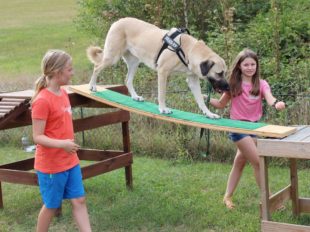 »Hundstage« begeistern Kinder beim Zelli-Ferienprogramm