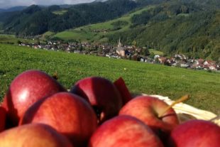 2019-9-20-OH-jil-Apfelmostwochen In Oberharmersbach dreht sich vier Wochen lang alles rund um den Apfel
