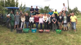 Kinder und Jugendliche starteten Apfelernte auf dem Golfplatz