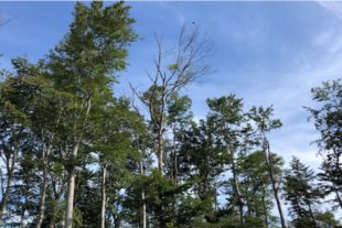 2020-9-16-NO-Gemeinde Nordrach-Präsentation 14.09.2020-3