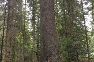 2020-9-18-NO-Klaus Dieterle-Glasloch-Fichte-Fichte Glasloch 2020 1