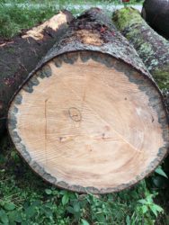 Würdigung eines alten Baumes