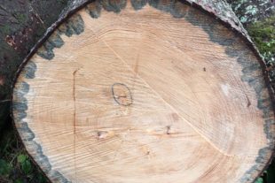 2020-9-18-NO-Klaus Dieterle-Glasloch-Fichte-Fichte Mooswald Zweitlänge mit Astungsnachweis