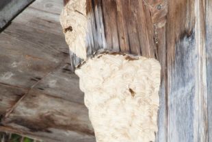 2020-9-25-OH-kal- Hornissen zzvkIMG_3872b