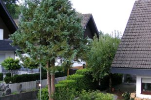 2020-9-9-ZE-Manfred Oestreich- Lehmann-Sträucher-Bäume und Artisten-Riesli Story-Annelie Garten 200801c