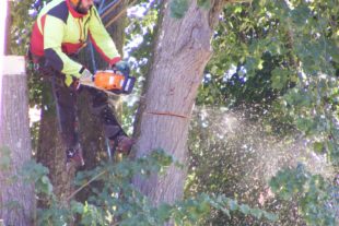 2020-9-9-ZE-Manfred Oestreich- Lehmann-Sträucher-Bäume und Artisten-Riesli Story-Lehmann Markus 200719 t