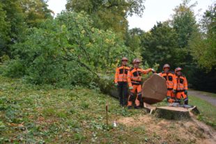 Rund 150 Jahre alte Eiche gefällt