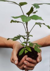 Morgen wird der Klimawald gepflanzt