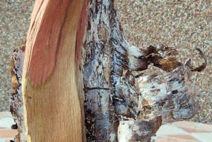 2020-11-20-NO-bia-Aydana Schwab-Slawin