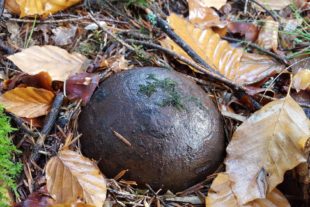 2020-11-20-OH-tg-Historischer Fund im Wald-Kanonenkugel-201118_Bild_1