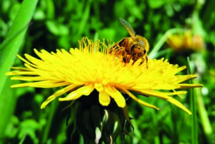 2020-11-25-ZE-18166-Biene_Sonnenblume-2017-04-14 18.59.47