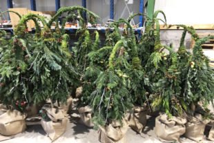 2020-11-27-NO-Gemeinde-Weihnachten in Nordrach-Wichtelbäume