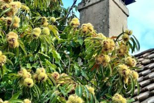 2020-11-6-NO-Evi Grassl-SWV Nordrach-index 3