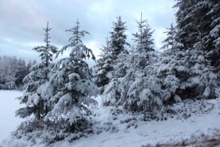 2020-12-28-ZE-UH-Ulrich Spitzmüller-Winterbilder von der Nill IMG_7036