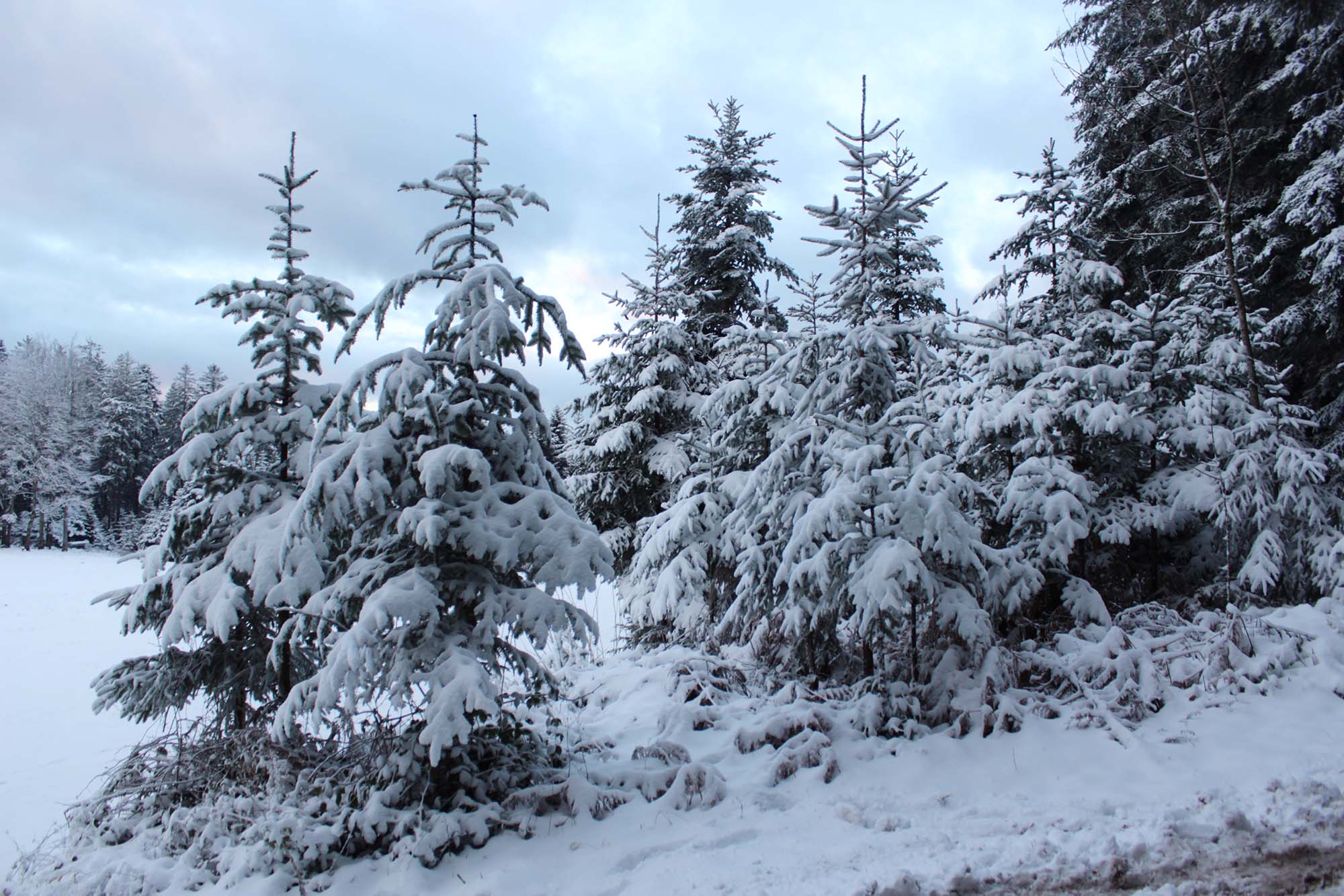 2020-12-28-ZE-UH-Ulrich Spitzmüller-Winterbilder von der Nill IMG_7036