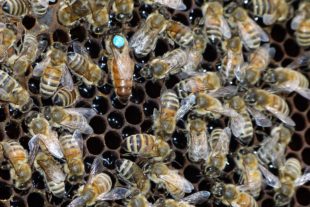 2020-12-30-OH-bia-Josef Ruf-Bienenkönigin 1