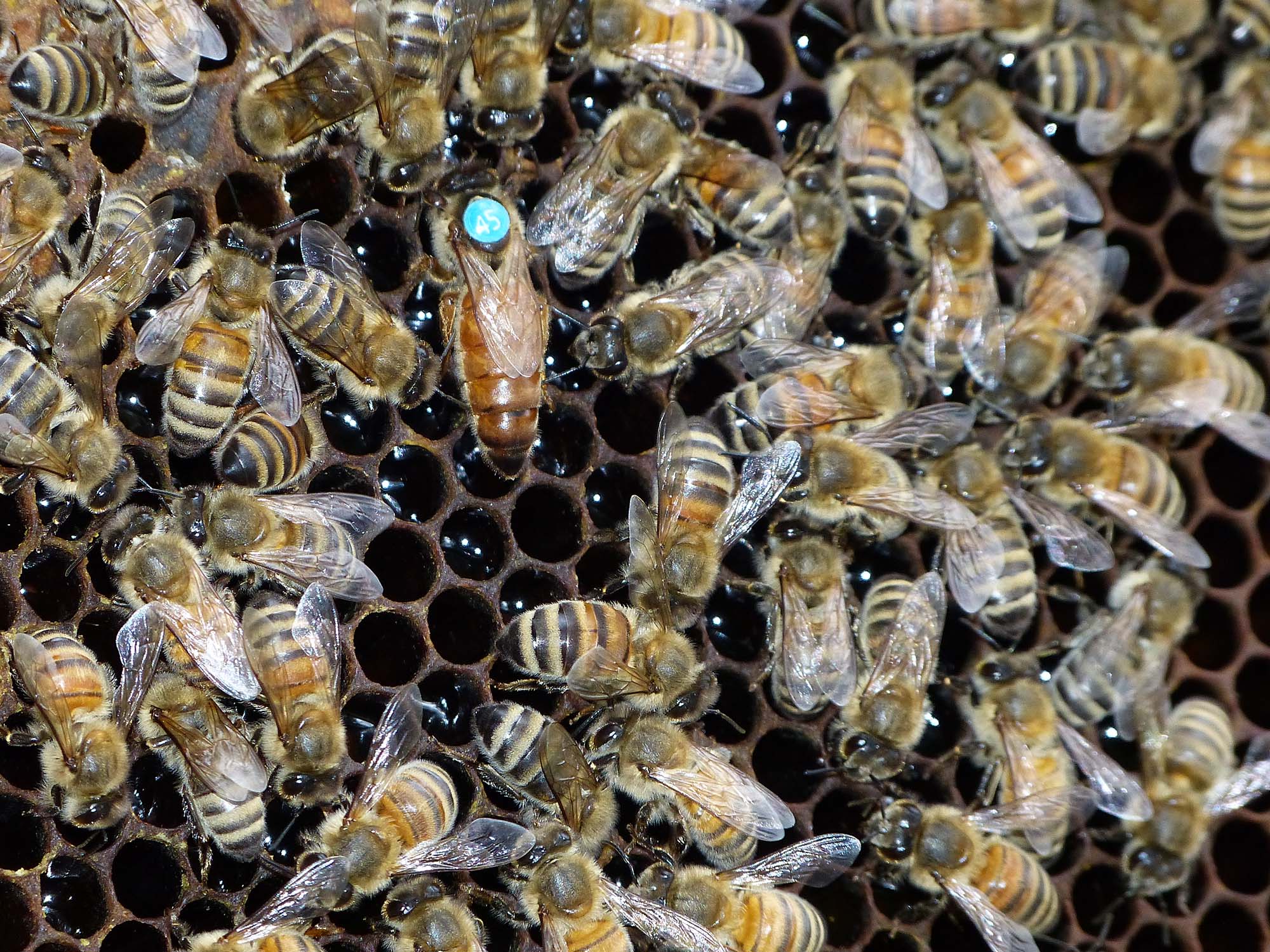 2020-12-30-OH-bia-Josef Ruf-Bienenkönigin 1