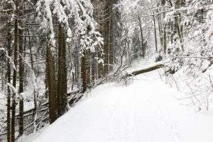 2021-1-20-OG-Landratsamt-Schneebruch_umgestürzter Baum