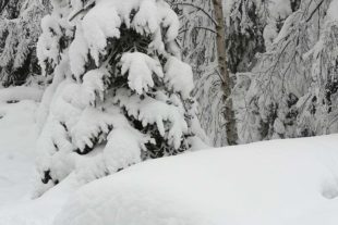 2021-1-4-NO-hps-Winter Moos-IMG_20210103_144952 2