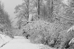 2021-1-4-NO-hps-Winter Moos-IMG_20210103_153353 2