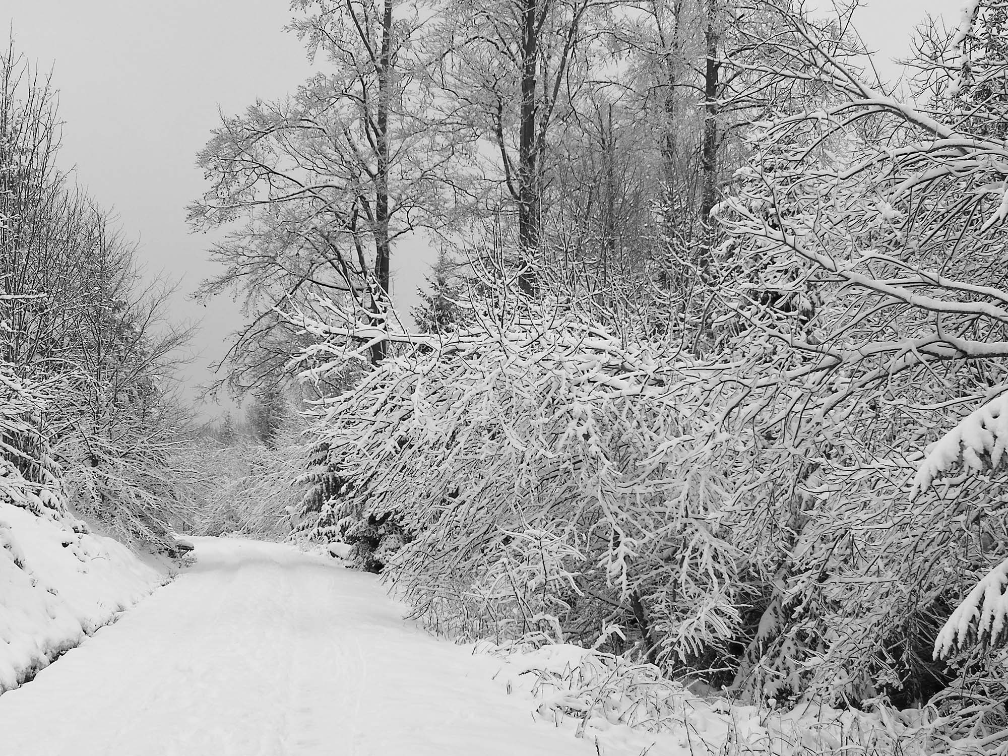 2021-1-4-NO-hps-Winter Moos-IMG_20210103_153353 2