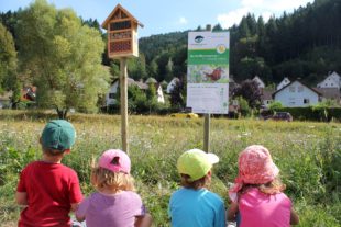 Naturpark gibt Tipps zur Einsaat einer Wildblumenwiese