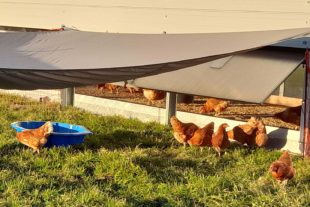 2021-2-24-NO-Schmiederer Früchteparadies NO-Neues Hühnermobil-IMG-20210221-WA0058