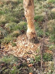 Bibersichtung bleibt aus, obwohl Spuren deutlich sichtbar sind