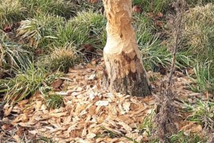 2021-2-24-BI-Katja Kastens-Biberspuren am Mühlenbach-20210223_085721_2