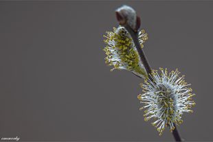 2021-3-12-OH-Robert Schwendemann-Frühling- 226A5574-HDR-2