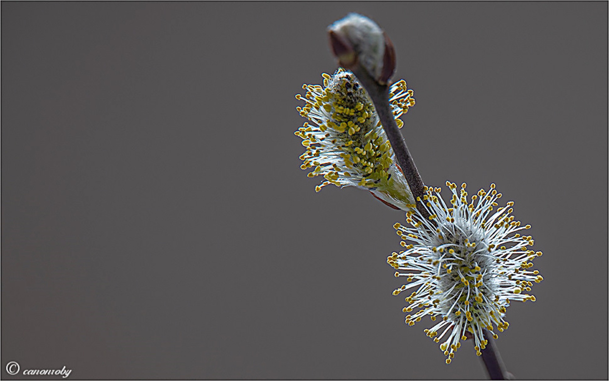 2021-3-12-OH-Robert Schwendemann-Frühling- 226A5574-HDR-2