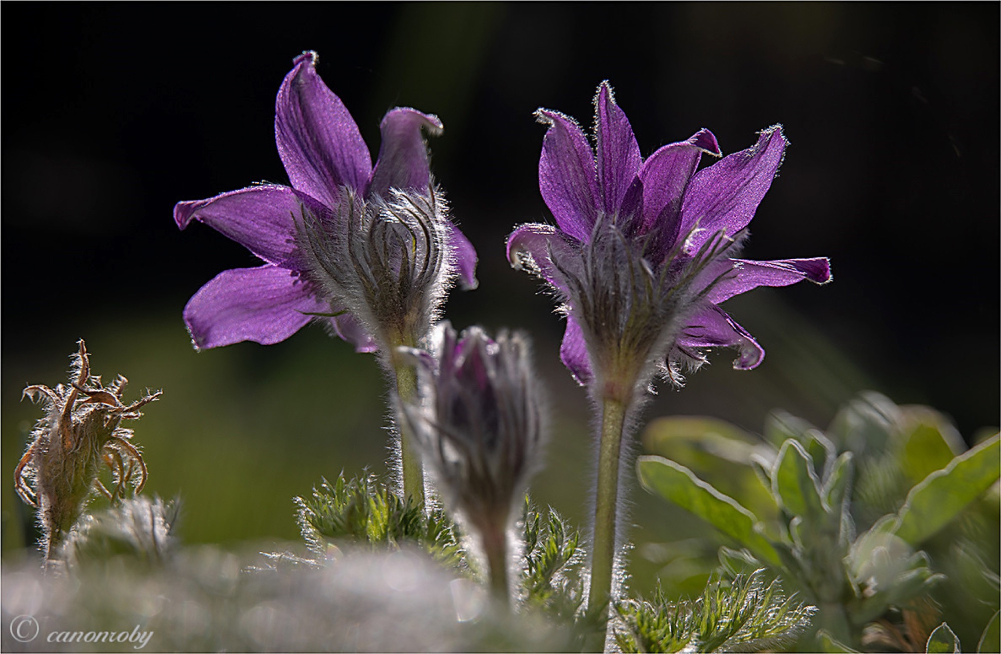 2021-3-12-OH-Robert Schwendemann-Frühling- 226A5847