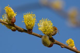 2021-3-12-OH-Robert Schwendemann-Frühling- 226A5882