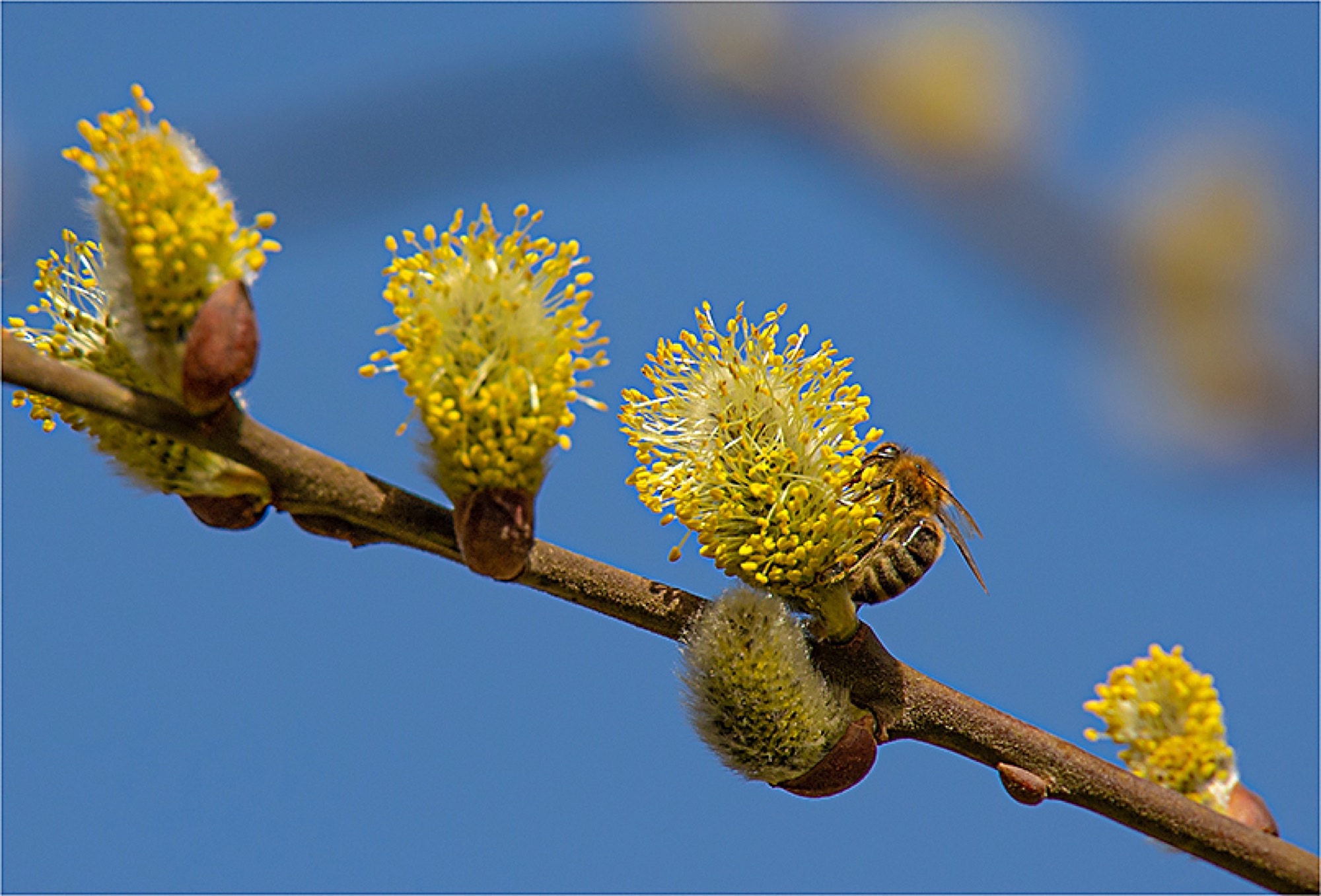 2021-3-12-OH-Robert Schwendemann-Frühling- 226A5882