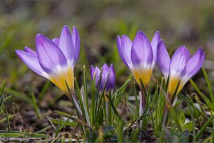 2021-3-12-OH-Robert Schwendemann-Frühling- 226A5933