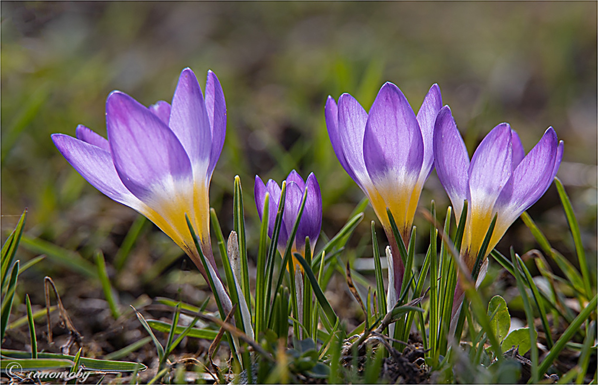 2021-3-12-OH-Robert Schwendemann-Frühling- 226A5933