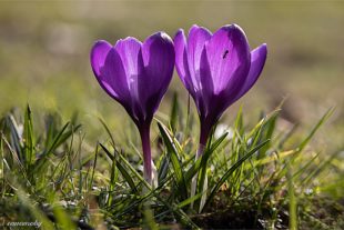 2021-3-12-OH-Robert Schwendemann-Frühling- 226A5970