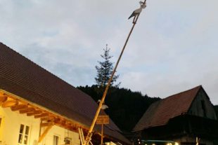 2021-3-15-BI-PB-bsch-Maibaum Buchholz-2021 Maibaum für Anni Buchholz Foto 1