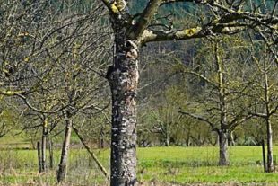 2021-3-22-BI-Helmut Krannich-Biber Bild (1)