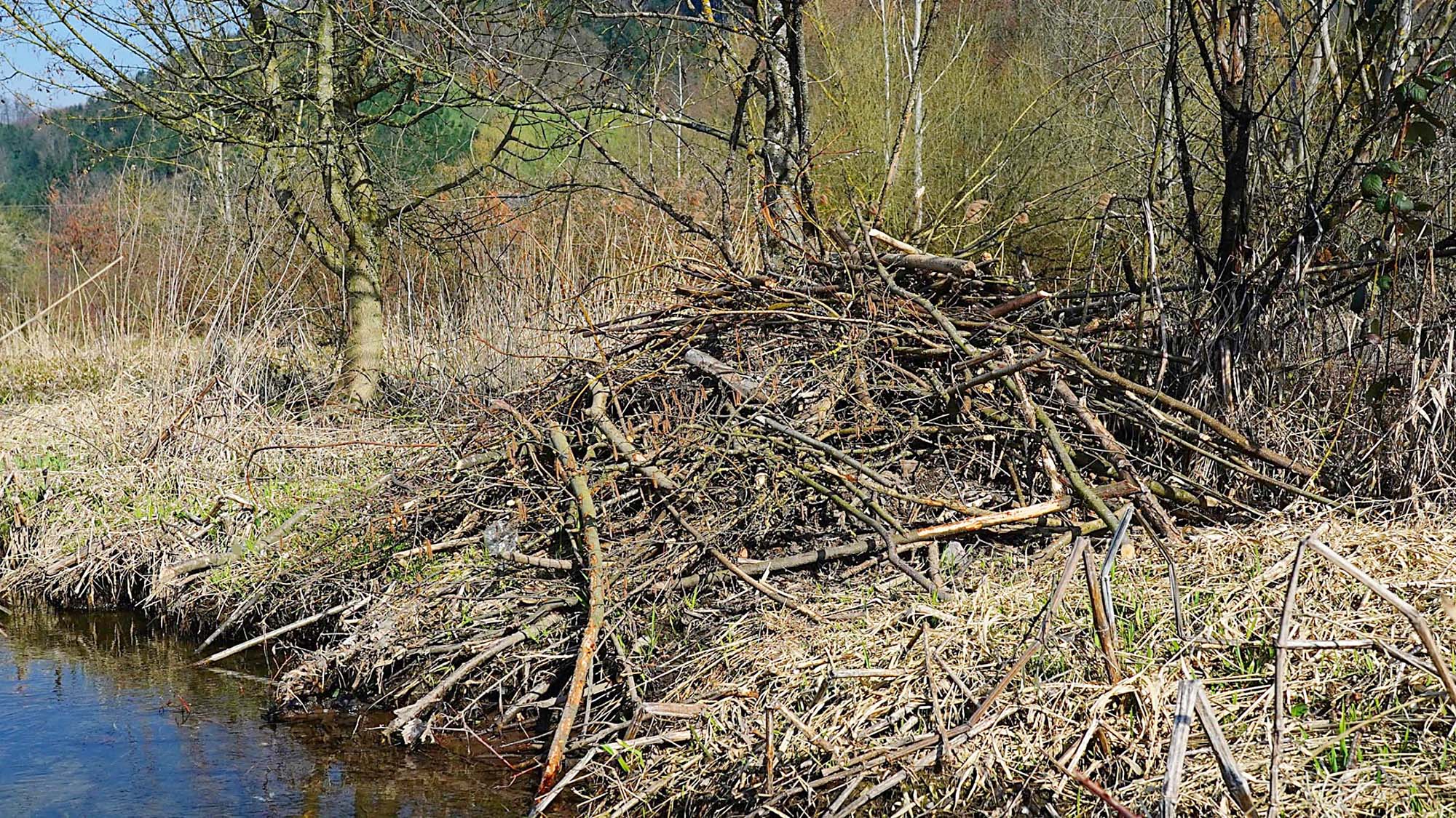 2021-3-22-BI-Helmut Krannich-Biberbau Bild (7)