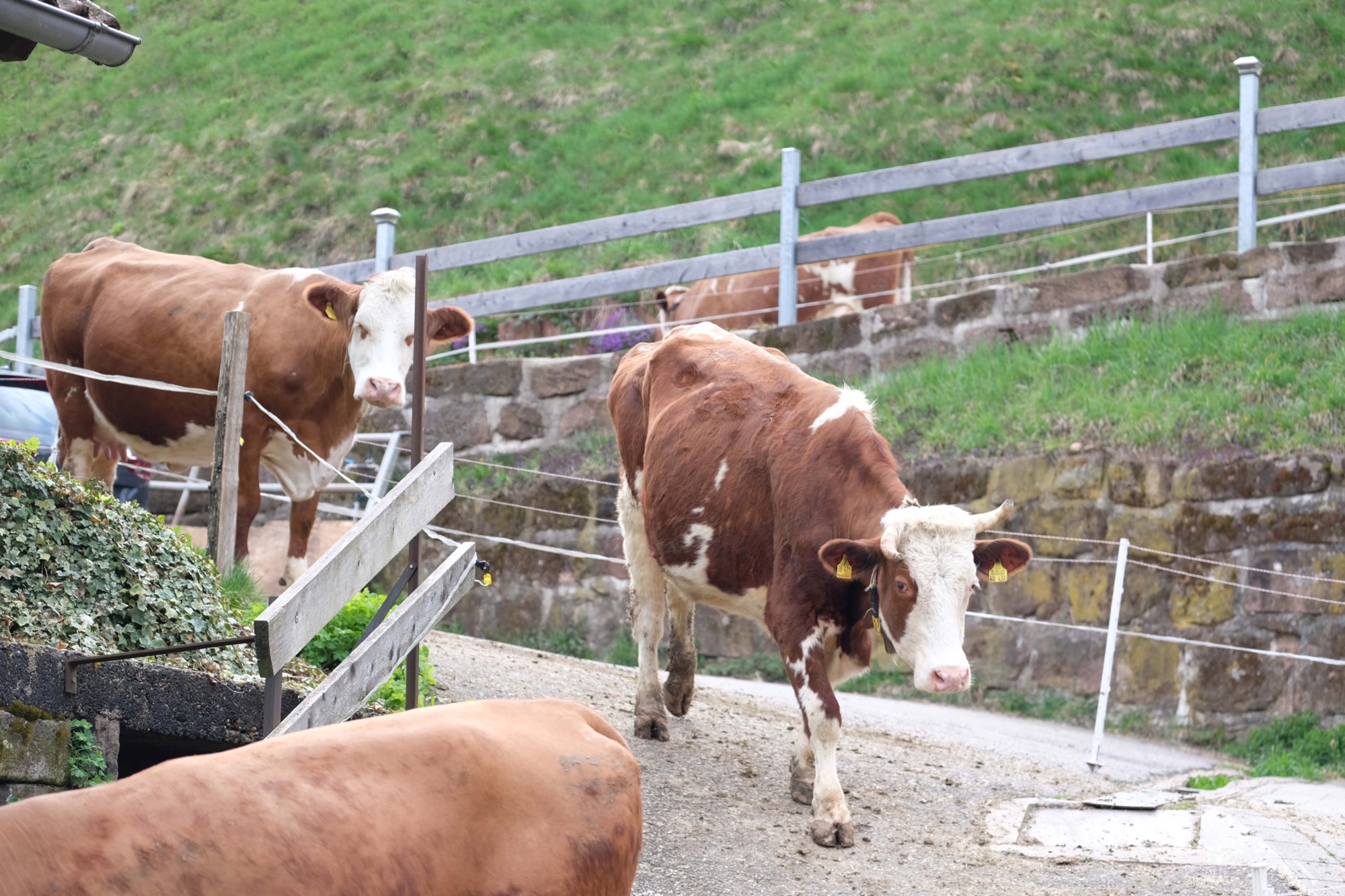 2021-4-16-OH-vo-Kornbauernhof DSCF8116